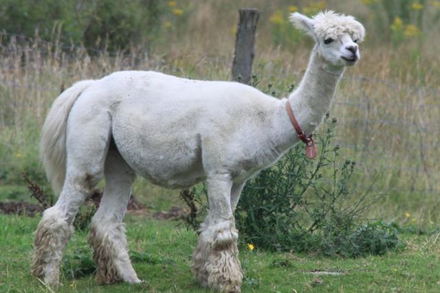 Alpaca