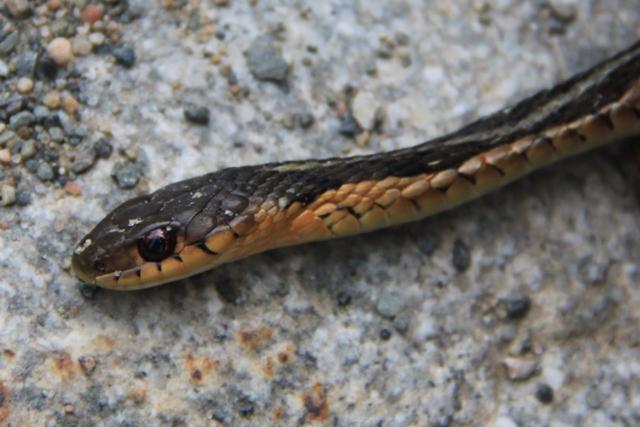 Couleuvre rayée