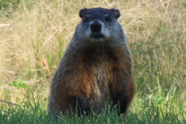 Marmotte