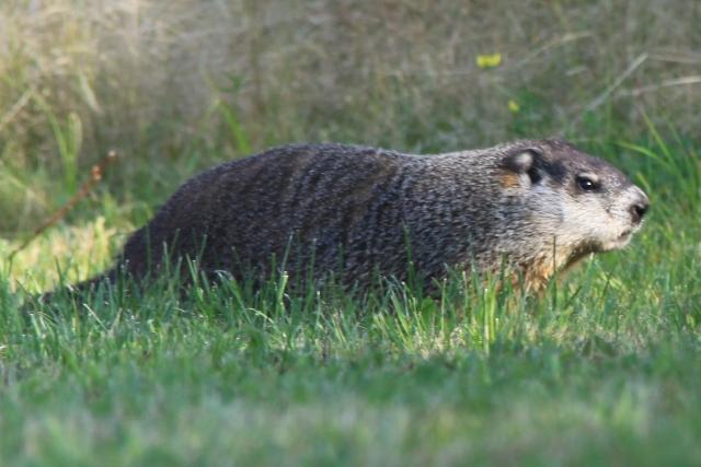 Marmotte