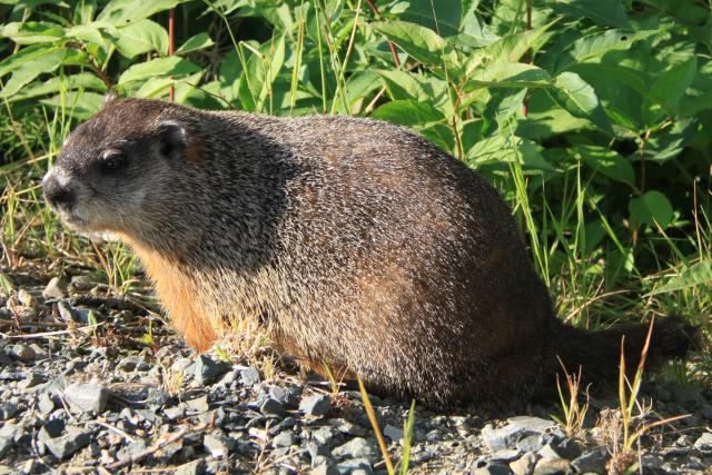 Marmotte